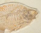 Large Fossil Fish Plate (Three Species) - Wall Mounted #18057-3